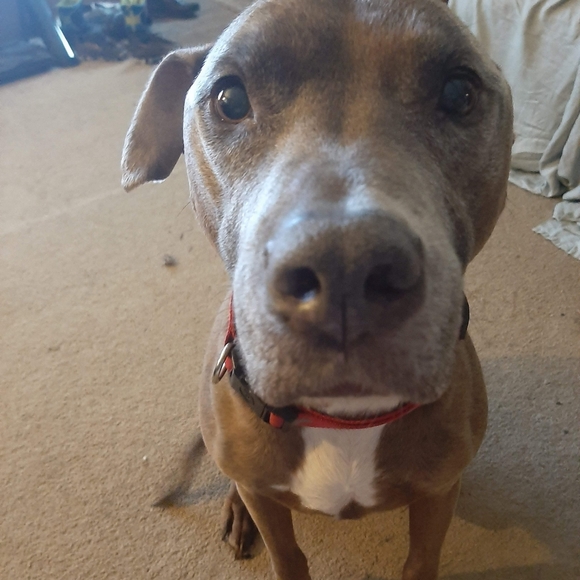 Meet your Posher, Lisa - Picture 5 of 5